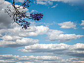 Jacaranda tree branches with vibrant purple flowers stand out against a bright sky filled with clouds in Seville, Andalusia.