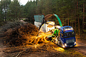 Kranmaschine beim Säubern kahler Bäume im Wald