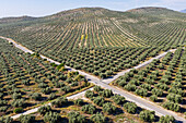 Luftaufnahme von Olivenbäumen in einer malerischen Agrarlandschaft mit sanften Hügeln und einer Straße, Priego de Cordoba, Provinz Cordoba, Spanien.
