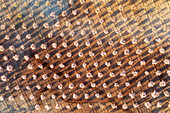 Aerial view of almond trees in rows with beautiful patterns and shadows, Velez-Rubio, provincia de Almeria, Spain.