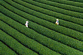 Aerial view of lush tea plantation with farm workers harvesting, Moc Chau, Son La, Vietnam.