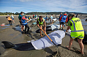 Collingwood, New Zealand - 19 January 2025: Aerial view of whale stranding rescue operation with volunteers on sandy beach, Pakawau, Tasman, New Zealand.