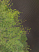 Aerial view of tranquil pond with blooming lily pads and lush vegetation, Koun Satv, Kampot, Cambodia.