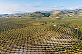 Luftaufnahme einer Olivenbaumplantage in malerischem Ackerland, Luque, Provincia de Cordoba, Spanien.