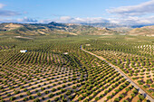 Luftaufnahme von Olivenbäumen in einer malerischen Agrarlandschaft mit grünen Feldern und Hügeln, Luque, Provincia de Cordoba, Spanien.