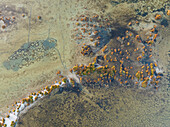 Aerial view of surreal wetlands with beautiful patterns and green vegetation, Salinas de Cerrillos, El Ejido, Almeria, Spain.
