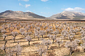 Aerial view of blooming almond trees in rows amidst scenic mountains and agricultural fields, Chirivel, provincia de Almeria, Spain.