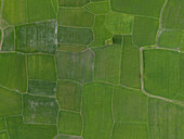 Luftaufnahme von üppig grünen Reisfeldern und Ackerland mit schönen Mustern, Chau Lang, Tri Ton, An Giang, Vietnam.