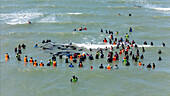 Collingwood, New Zealand - 19 January 2025: Aerial view of whale stranding rescue operation with dedicated volunteers and marine life, Pakawau, Tasman, New Zealand.