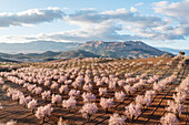 Aerial view of almond trees in bloom with pink flowers amidst scenic mountains and clouds, Velez-Rubio, provincia de Almeria, Spain.