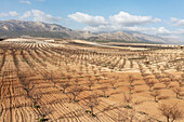 Aerial view of almond trees in rows across a scenic farmland landscape with mountains, Chirivel, provincia de Almeria, Spain.