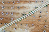 Aerial view of beautiful almond trees in rows with a scenic rural landscape, Velez-Rubio, provincia de Almeria, Spain.
