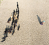 Luftaufnahme von rissiger Erde mit einer Viehherde und einem Bauern in einer trockenen ländlichen Landschaft, Magura Binod, Tarash, Rajshahi, Bangladesch.