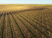 Aerial view of almond trees in rows on cultivated farmland, Cordoba, Cordoba, Spain.