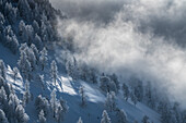 Luftaufnahme eines ruhigen, verschneiten Waldes mit gefrorenen Kiefern und Nebel, Val de Bagnes, Wallis, Schweiz.