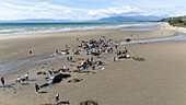 Collingwood, New Zealand - 19 January 2025: Aerial view of whale stranding rescue efforts with volunteers and medics on a sandy beach, Pakawau, Tasman, New Zealand.