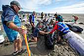 Collingwood, New Zealand - 19 January 2025: Aerial view of whale stranding rescue efforts with dedicated volunteers on a sandy beach, Pakawau, Tasman, New Zealand.