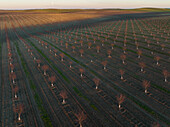 Aerial view of beautiful almond tree fields in a tranquil countryside landscape, Cordoba, Cordoba, Spain.