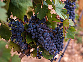 Lush grapes hang from the vines in a vineyard on Mallorca. Lush green leaves surround the plump, juicy grapes and capture the essence of Mediterranean viticulture.