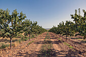 A picturesque view of a neatly organised almond orchard with rows of trees under a clear blue sky. Ideal for agricultural or ecological projects.