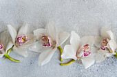 A beautiful arrangement of white orchids with pink accents on a light-coloured, textured background. The delicate flowers create an elegant and cheerful atmosphere in the composition.