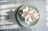 A delicate arrangement of white orchids with pink flowers on a pale green ceramic plate against a textured, sunlit background that creates beautiful shadow patterns.