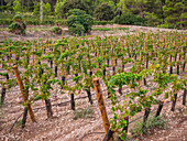 A picturesque vineyard in Mallorca, Spain, with lush rows of vines and lush greenery. An ideal backdrop that reflects the beauty of Mediterranean viticulture.