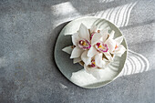 A cluster of delicate white orchids with pink centres rests gracefully on a round plate and casts soft shadows on a textured grey surface, creating an elegant and calming scene.