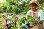 A gardener in a straw hat works with a tablet surrounded by flowering plants. He combines traditional gardening with modern technology for improved cultivation and crop management