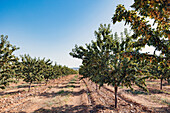 Almond trees are lined up in a sun-drenched orchard under a blue sky. The scene shows agriculture, nature and growth and emphasises the beauty of rural landscapes.