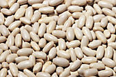 A high-resolution image showing a dense spread of white beans that fill the entire frame with their smooth, shiny surface.