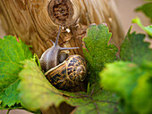 A snail rests on a luminous vine leaf in Mallorca, Spain, showing the intricate patterns of nature. The natural background emphasises the tranquillity of the scene.