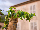 Nahaufnahme von leuchtend grünen Weinblättern in einem Weinberg auf Mallorca, die den rustikalen Charme einer mediterranen Landschaft mit einem verschwommenen Bauernhaus im Hintergrund einfangen.