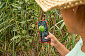 A person wearing a hat uses a smartphone to take a picture of a green tomato in a vegetable garden The scene illustrates smart farming and the integration of technology in agriculture