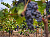 A picturesque vineyard in Mallorca, Spain, with bunches of ripe grapes on bright green vines. The scenery captures the essence of winemaking.