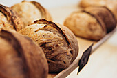 A close-up of freshly baked loaves of bread on display in an artisan bakery. They show the crispy texture and warm, inviting atmosphere that is ideal for food-themed designs.