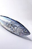 Close-up of a silvery, fresh mackerel fish with smooth scales and pronounced fins lying on a clean, white background The lighting emphasises the reflective and detailed structure of the fish