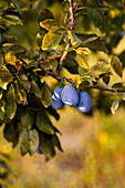 Close-up of ripe plums hanging from the branches of a tree, illuminated by warm, natural light, showing rich colours and textures against a blurred background, symbolising the harvest season.