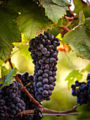 Close-up of bright purple grapes hanging from a vine among green leaves in a sunlit vineyard on Mallorca, illustrating the island's rich wine-growing heritage.