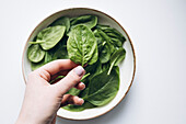 A hand holds a fresh green spinach leaf above a bowl of other spinach leaves. The bright green colour underlines freshness and health, ideal for culinary themes.