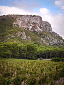 A tranquil vineyard stretches beneath a dramatic rocky mountain in Mallorca, Spain. Lush greenery and orderly rows of vines thrive against the picturesque backdrop.