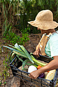 A farmer in a straw hat and apron carries a box of freshly harvested vegetables, including leeks, courgettes, onions and carrots, in a lush setting.