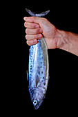 A hand holds the tail of a fresh mackerel fish, revealing its shiny, mottled skin against a black studio background that captures the essence of seafood and fishing