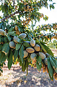 Close-up of an almond tree branch laden with ripe almonds, surrounded by lush green leaves. The sunlight filters through and emphasises the natural growth in an orchard.