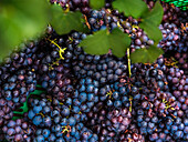 Close-up of ripe grapes in a vineyard in Mallorca, showing the vibrant colours and rich texture of the fruit against a backdrop of lush greenery, capturing the essence of harvest time.