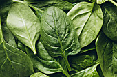 Close-up of fresh spinach leaves with bright green tones and natural texture. Perfect for topics relating to health, nutrition and organic food.