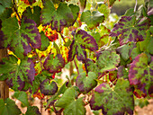 Nahaufnahme von farbenfrohen Weinblättern in einem Weinberg auf Mallorca, die üppige grüne und rote Farbtöne zeigen. Das Sonnenlicht bricht durch und unterstreicht die Schönheit der Landschaft.