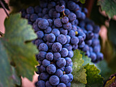 Vibrant close-up of a ripe bunch of grapes amidst lush green leaves in a vineyard on Mallorca. Capturing the essence of winemaking and farming in Spain's picturesque landscapes.
