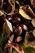 Group of chestnuts on a carpet of autumn leaves. Front view.