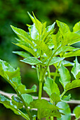 Angelica sylvestris (Angelica sylvestris)